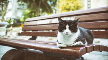 Istanbul, Türkiye bir kürsüde uyuma kedi