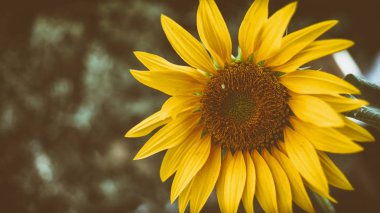 Kopya alanı sol tarafında ile güzel ayçiçeği