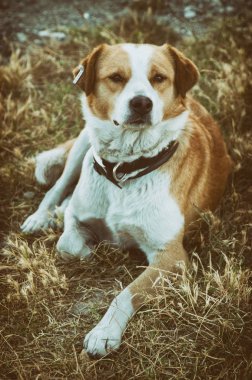 Hayvan barınağı sahip olduğu bir sokak köpeği portresi