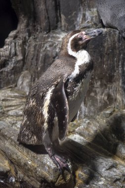 Tek Humboldt pengueni Hayvanat Bahçesi