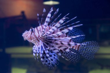 Akvaryum Tankının İçinde Kırmızı Aslan Balığı