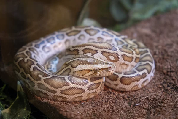 Sleeping Burmese Python — Stock Photo, Image