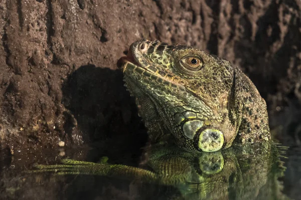 Közelről Fejlövés Egy Krokodilteju — Stock Fotó