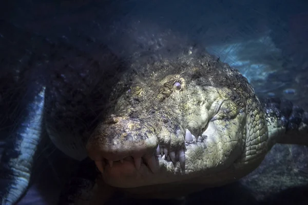 Head King Crocodile — Stock Photo, Image