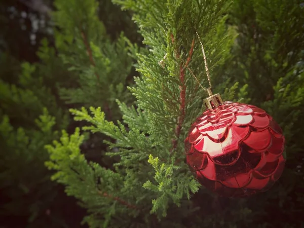 Rote Weihnachtskugel Hängt Einer Kiefer — Stockfoto