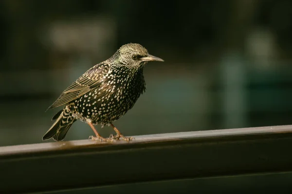 Küçük Starling Kuş Ayakta — Stok fotoğraf