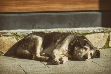 Sokakta başıboş bir köpek