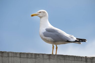Martı duran bir duvar