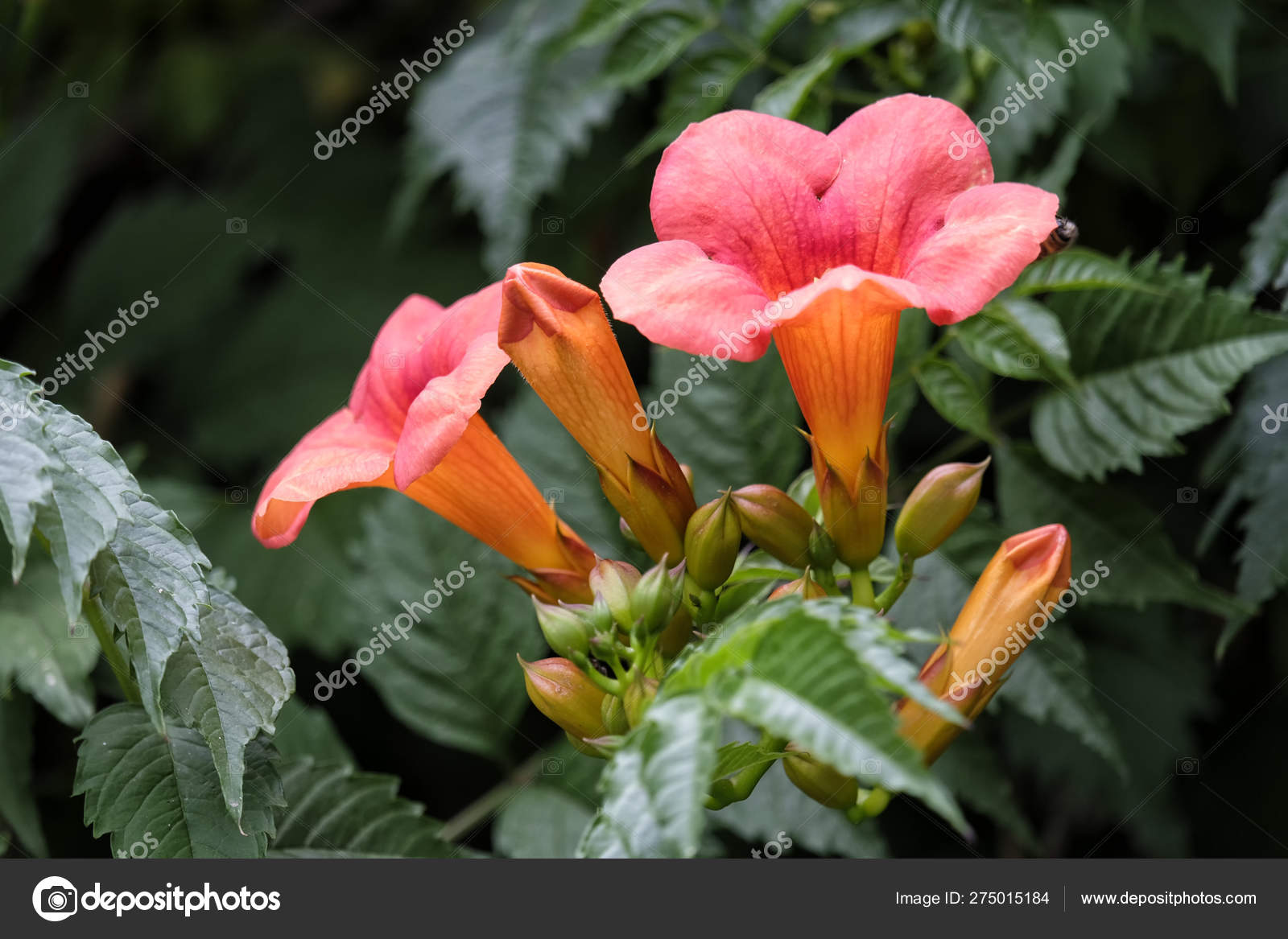 Fleur en forme de trompette images libres de droit, photos de Fleur en  forme de trompette | Depositphotos
