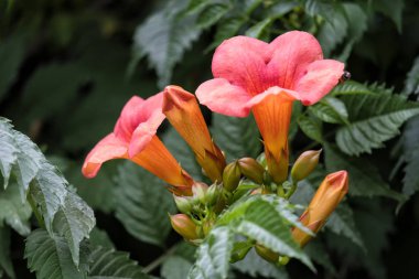 Campsis Radicans Close Up Shot (Trompet Asma)