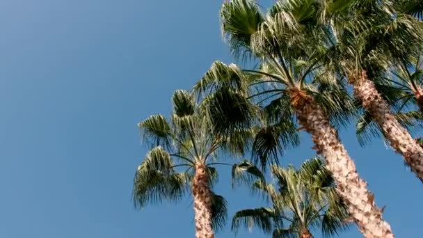 Low Angle Panning Shot Palm Trees — Stock Video