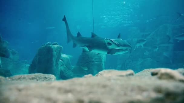 鲨鱼在水族馆鱼缸里游泳 — 图库视频影像