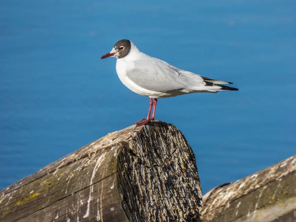 Gaviota Sentada Tronco Del Río —  Fotos de Stock