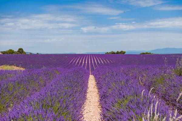 Fransa, Provence 'deki lavanta tarlaları çiçeği. Mor çiçek tarlaları.