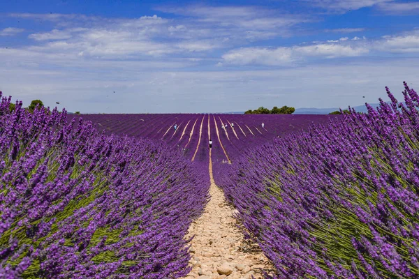 Fransa, Provence 'deki lavanta tarlaları çiçeği. Mor çiçek tarlaları.