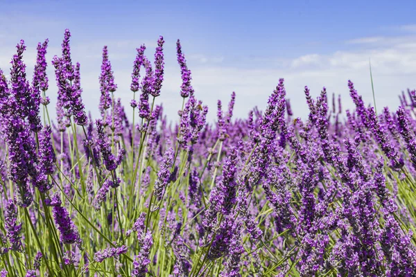 Fransa, Provence 'deki lavanta tarlaları çiçeği. Mor çiçek tarlaları.