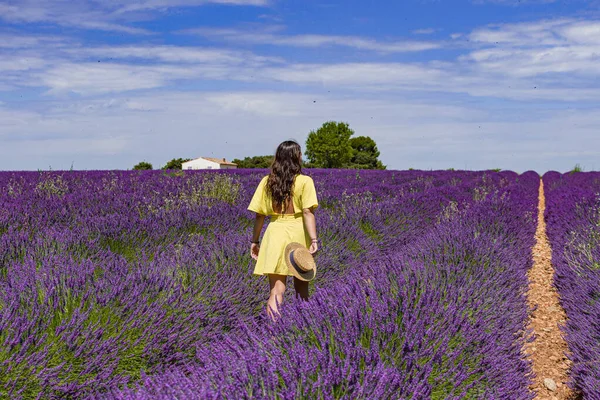 Fransa, Provence 'deki lavanta tarlaları çiçeği. Mor çiçek tarlaları.