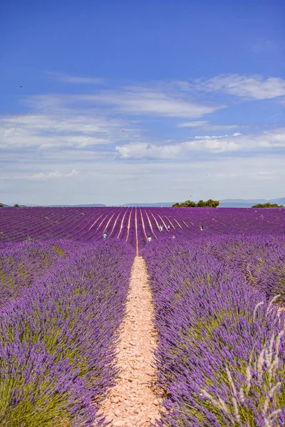 Fransa, Provence 'deki lavanta tarlaları çiçeği. Mor çiçek tarlaları. 