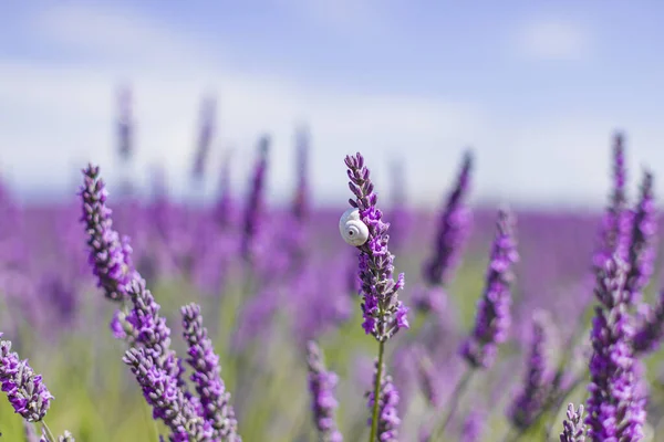 Fransa, Provence 'deki lavanta tarlaları çiçeği. Mor çiçek tarlaları.