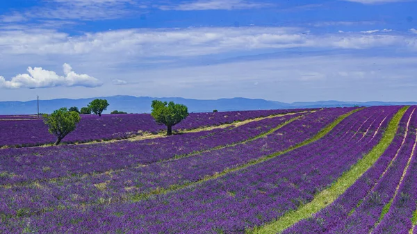 Fransa, Provence 'deki lavanta tarlaları çiçeği. Mor çiçek tarlaları.