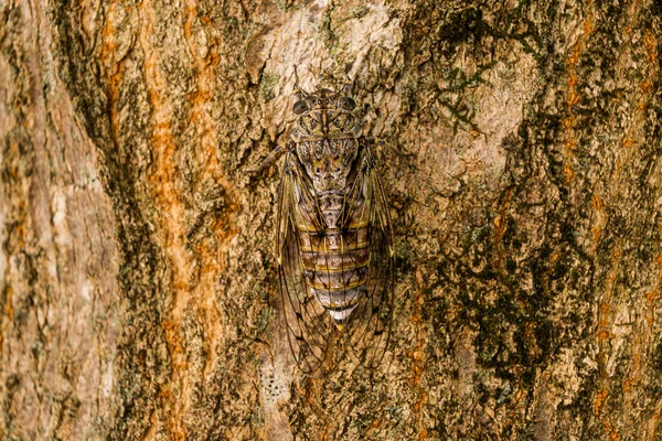 Een Cicade Verborgen Een Hout Textuur — Stockfoto