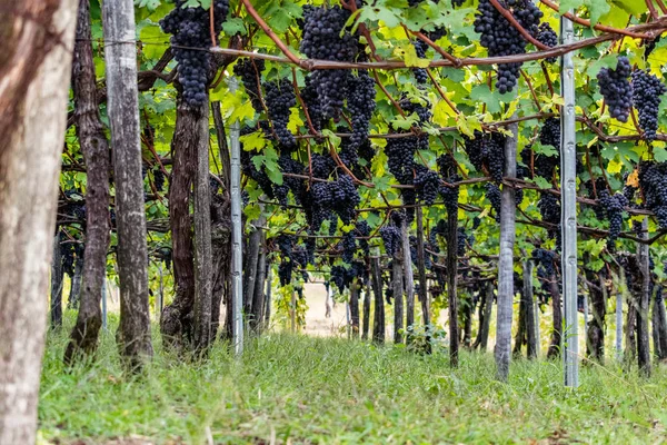 Виноград Неббіоло Готовий Збору Врожаю Ємонті Італія — стокове фото