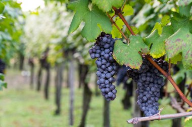 Nebbiolo grapes ready for harvest, Piedmont, Italy clipart
