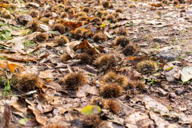 Tipik bir Ekim manzarası. Kestane kirpileri çalılıkların üzerine düşüyor.