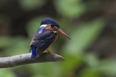 Mavi kulaklı yalıçapkını (alcedo meninting)