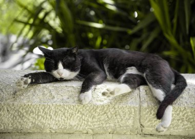 taş üzerinde yatan tembel kedi