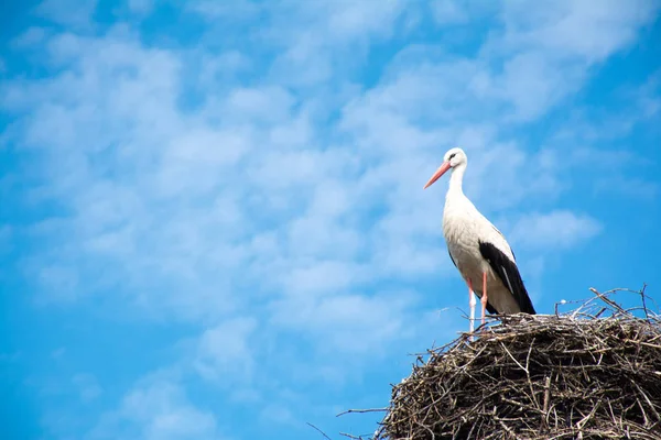mavi gökyüzüne karşı yuvada leylek