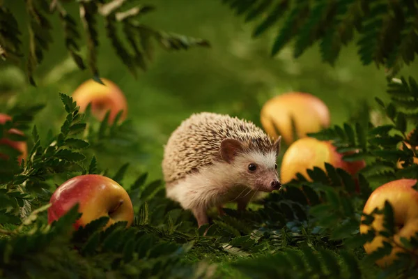 sevimli kirpi, çim ve yeşil bitkiler üzerinde elma