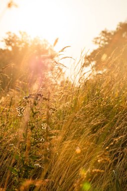 parlak güneş ışığında büyüyen buğday, yakın çekim