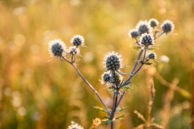 parlak arkadan aydınlatmalı güneş ışığında kuru bitki