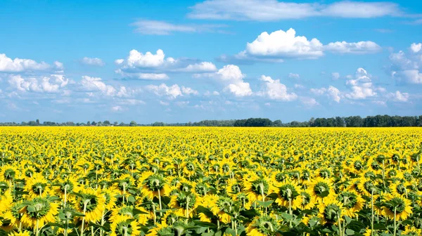 mavi bulutlu gökyüzü altında tarlada açan ayçiçekleri
