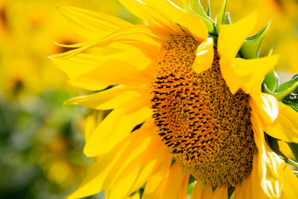 blooming sunflower on field, close up shot