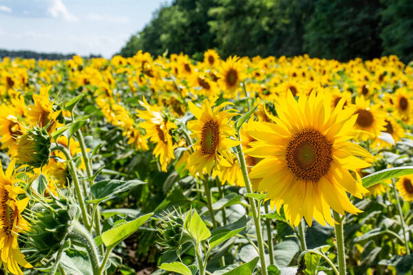 blooming sunflowers on field in bright sunlight