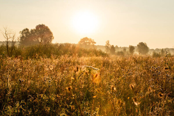 field of dry plants under sunset sky