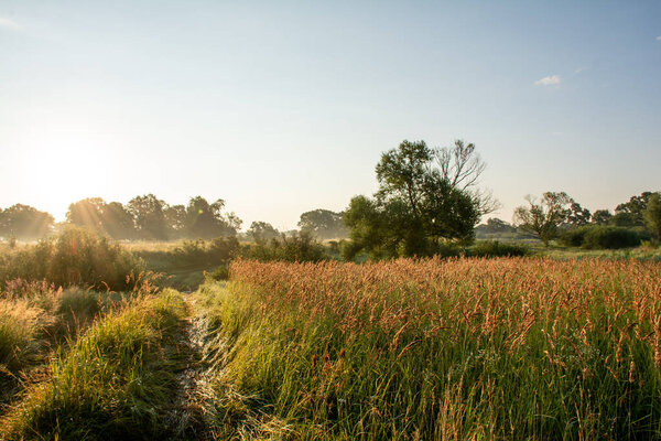 view of wheat field in evening sunlight