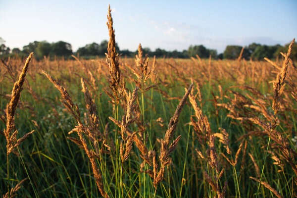 view of wheat field in evening sunlight