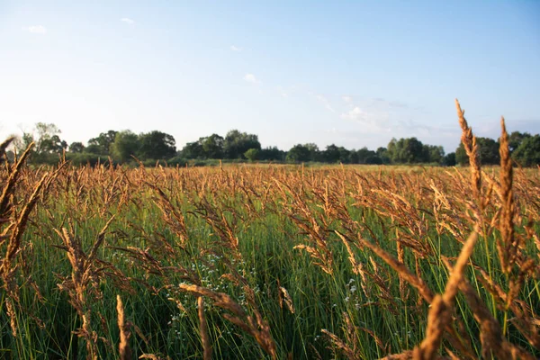 akşam güneş ışığında buğday tarlası görünümü