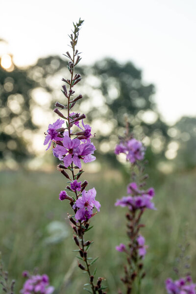 plant with purple blooming flowers, close up shot