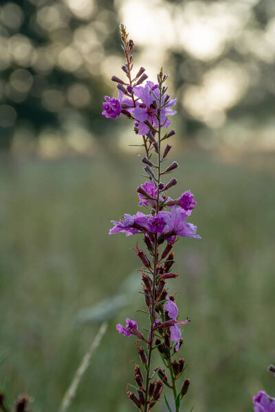 plant with purple blooming flowers, close up shot