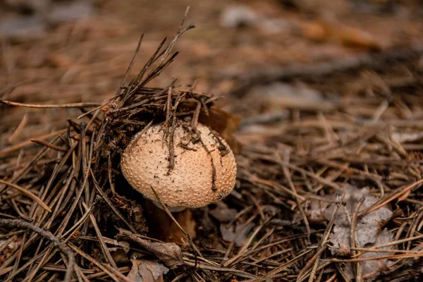 kuru çam iğneleri ile zeminde yetişen mantar