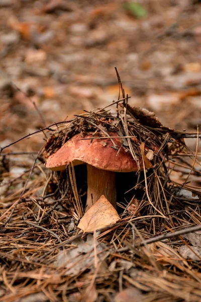 kuru çam iğneleri ile zeminde yetişen mantar