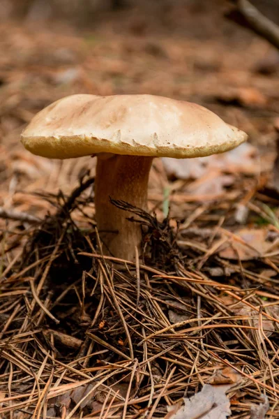 kuru çam iğneleri ile zeminde yetişen mantar