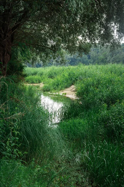gölet ile yemyeşil sahne görünümü