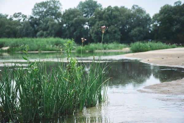 arka planda gölet ile küçük çalı yakın çekim