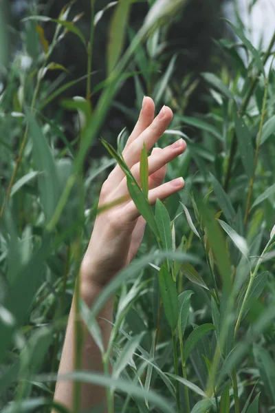 elegant hand surrounded with green foliage