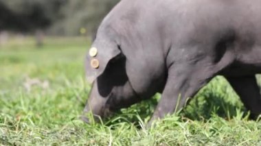 Bir ücretsiz aralığı çiftliğinde İspanya yeşil bir çayırda otlatılması İber domuz sürüsü.